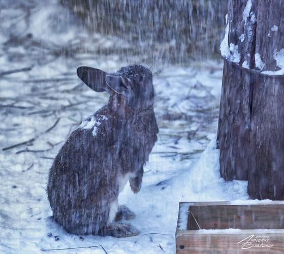 Автобус| Зимнее великолепие гор Кавказа: в гостях у природы, снега и гостеприимства из Ижевска
