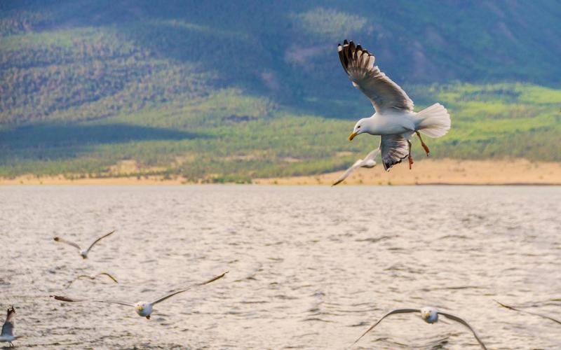 Енисей и Ангара: Водные горизонты