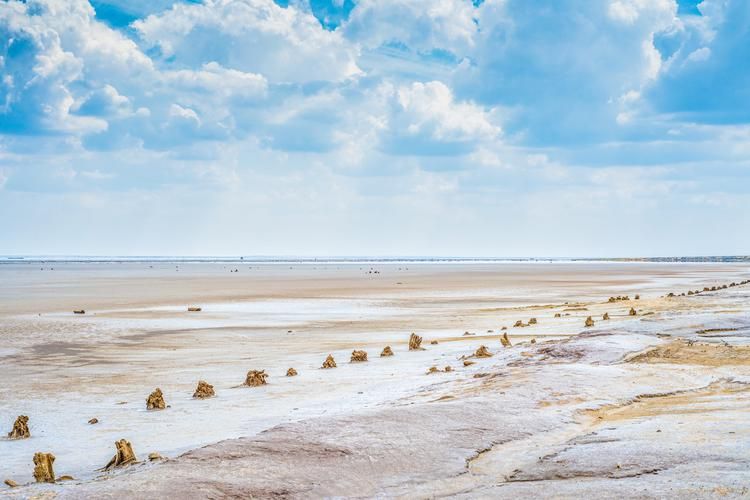 Цветение маков в Астрахани — море красного в сердце степи