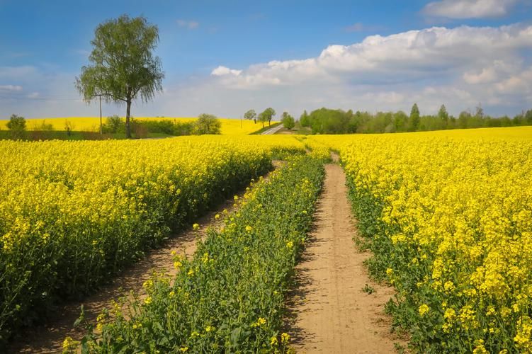 Велотур по Калининграду